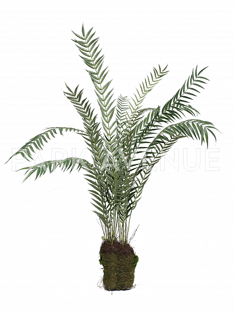 Папоротник