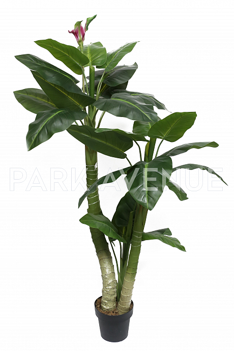 Диффенбахия